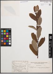 Foto von Salix cinerea L.